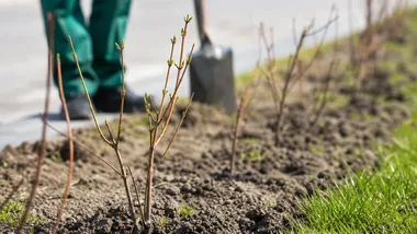 Ponad 3 tysiące krzewów zmieni pas rozdziału w Lesznie