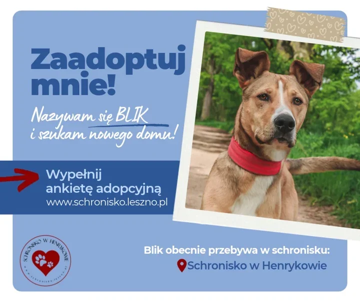 Blik szuka domu. Duży i energiczny pies potrzebuje doświadczonego opiekuna