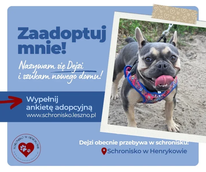 Ośmiomiesięczna Dejzi szuka domu. Przyszły opiekun ma ważne zadanie