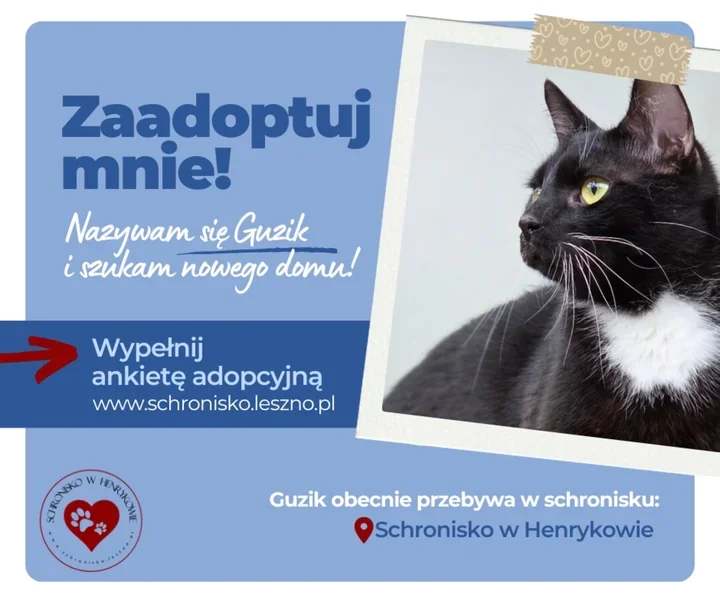 Guzik nie zwalnia tempa i szuka domu, który pokocha jego żywioł