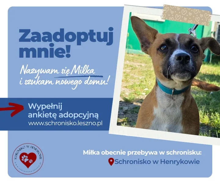Miłka ma osiem miesięcy i czeka na dom pełen ruchu