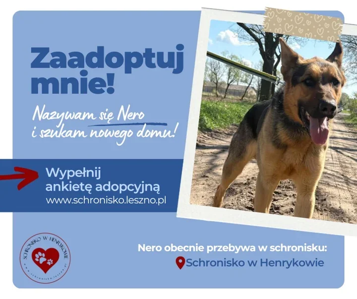 Nero szuka domu. Ten młody pies potrzebuje doświadczonego opiekuna