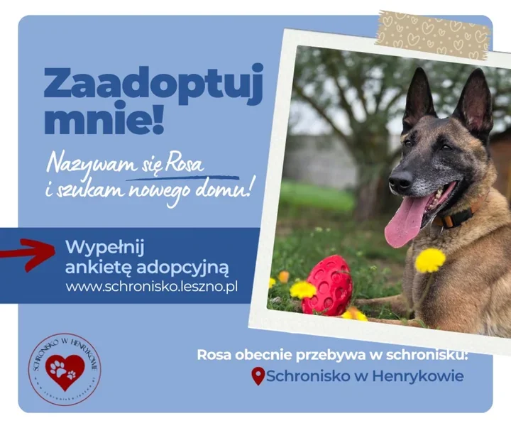 Rosa od trzech lat czeka na swój dom. Nie jest psem dla każdego