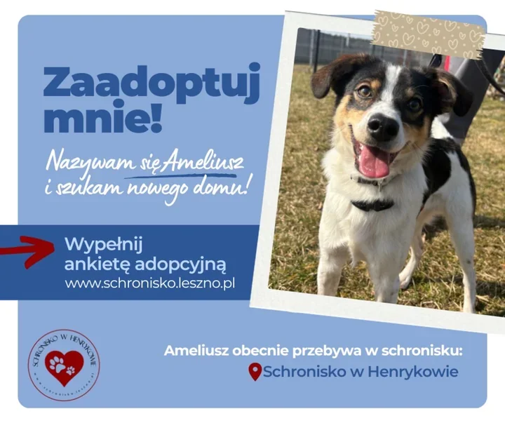 Ameliusz, szczeniak ze schroniska, szuka domu – uwielbia zabawę ringo