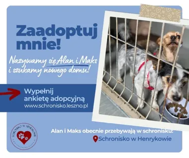 Dwa psy, jedna adopcja. Alan i Maks muszą trafić do wspólnego domu