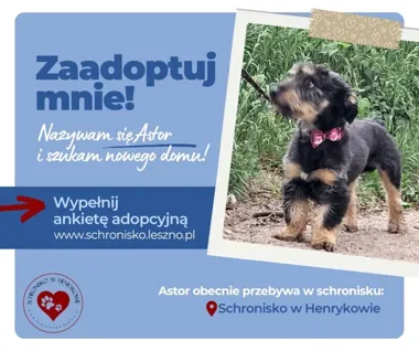 Astor przełamał lęk i wciąż szuka domu pełnego cierpliwości