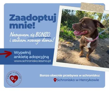 Bonzo wrócił z adopcji. Szuka domu, który nie zlekceważy jego problemu