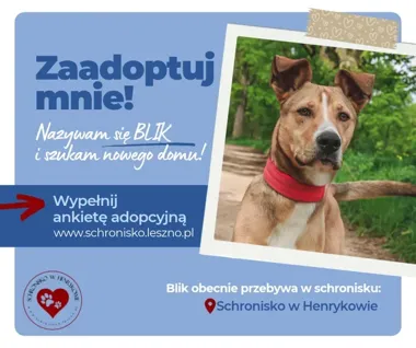 Blik szuka domu. Duży i energiczny pies potrzebuje doświadczonego opiekuna