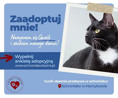Guzik nie zwalnia tempa i szuka domu, który pokocha jego żywioł