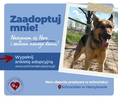 Nero szuka domu. Ten młody pies potrzebuje doświadczonego opiekuna