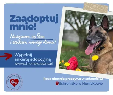 Rosa od trzech lat czeka na swój dom. Nie jest psem dla każdego