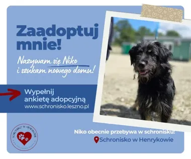 Niko czeka na aktywny dom. Ten młody pies ma energię za dwóch