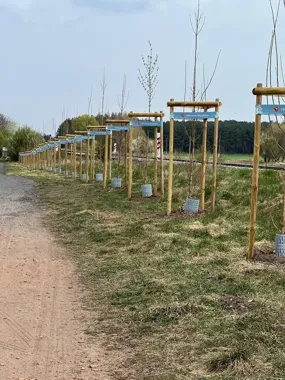 W Lesznie przybywają drzewa, a część zieleni przechodzi mocne porządki