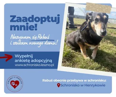 Rabuś szuka domu – dziesięcioletni pies z ogromną potrzebą bliskości