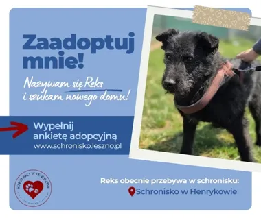 Reks nie usiedzi w miejscu. Szuka domu na długie spacery