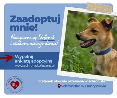 Stefanek czeka na dom. Nieśmiały pies potrzebuje czasu i czułości
