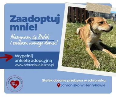 Stefek czeka na dom. Po trudnym starcie potrzebuje cierpliwego opiekuna
