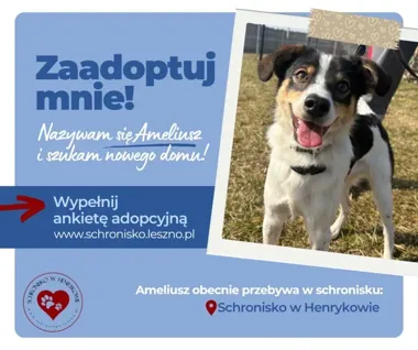 Ameliusz, szczeniak ze schroniska, szuka domu – uwielbia zabawę ringo