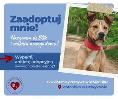 Silny i wesoły Blik czeka na dom, który dotrzyma mu kroku