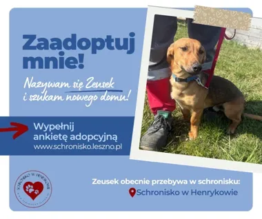 Zeus rozkocha każdego od pierwszego wejścia na kolana i szuka domu