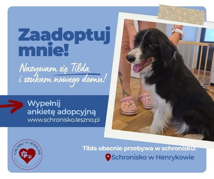 Tilda czeka na dom. Spokojna seniorka została porzucona