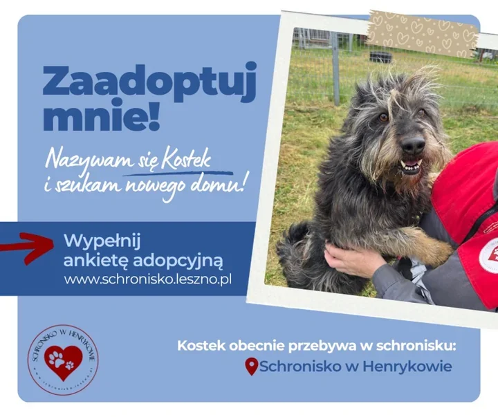 Kostek szuka domu. Potrzebuje ruchu i cierpliwego opiekuna
