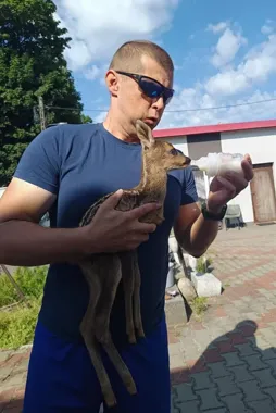 Dzielnicowy po służbie ruszył na ratunek sarnie z podwórza w Osiecznej
